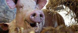 Schwein soll nach Vorstellung der CDU in Schleswig-Holstein zum Kantinenangebot zählen.