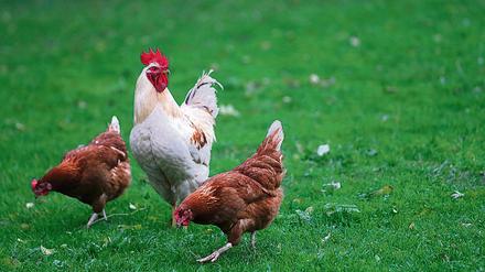 Angry Chicken