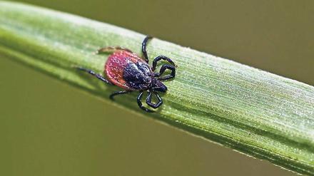 Auf einem Grashalm wartet eine Zecke auf ein Opfer. Allein in Brandenburg erkranken im Jahr etwa 2000 Menschen an der durch Zecken übertragbaren Borreliose.