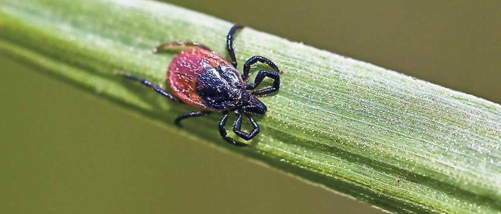 Auf einem Grashalm wartet eine Zecke auf ein Opfer. Allein in Brandenburg erkranken im Jahr etwa 2000 Menschen an der durch Zecken übertragbaren Borreliose. 