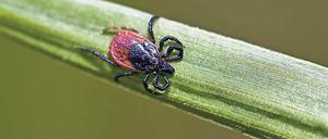 Auf einem Grashalm wartet eine Zecke auf ein Opfer. Allein in Brandenburg erkranken im Jahr etwa 2000 Menschen an der durch Zecken übertragbaren Borreliose. 
