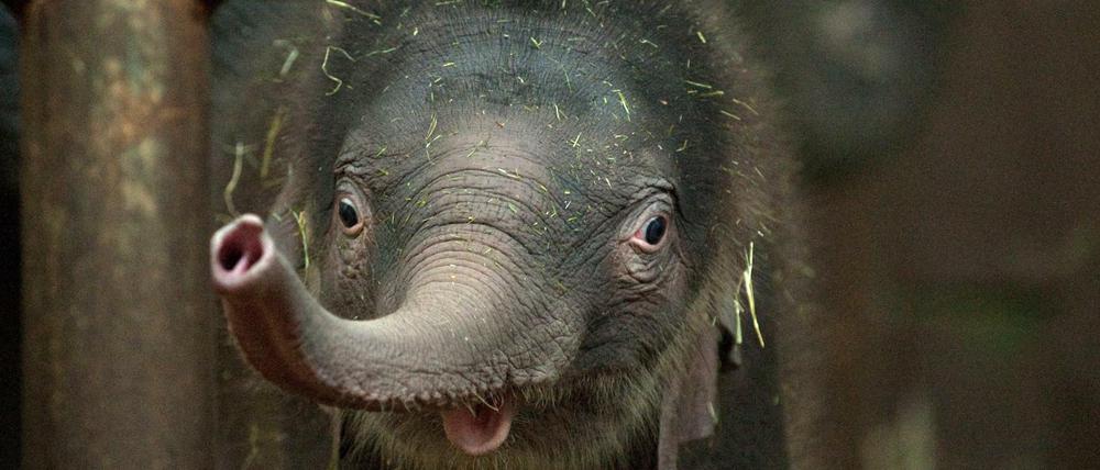 Ein Anblick, der für Hartz IV-Empfänger teurer geworden ist: Ein neugeborener Elefant im Berliner Tierpark. 