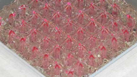 Gewebeglibber. Ein 3D-Drucker bettet Zellen in ein Netz aus Gelatine und Fibrinogen ein, in dem sie von Nährstoffen umspült Blutgefäße und andere Strukturen bilden können.