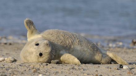 Eine junge Kegelrobbe liegt am 14.12.2008 auf der sogenannten Düne vor Helgoland. In der Nordsee hat die Wurfsaison der Kegelrobben begonnen. Über Jahrhunderte waren die Kegelrobben in der Nordsee praktisch ausgerottet.