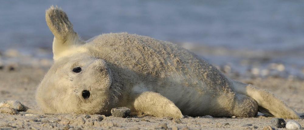 Eine junge Kegelrobbe liegt am 14.12.2008 auf der sogenannten Düne vor Helgoland. In der Nordsee hat die Wurfsaison der Kegelrobben begonnen. Über Jahrhunderte waren die Kegelrobben in der Nordsee praktisch ausgerottet.