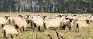 Ein Schaf liegt am auf einer Weide bei Kolrep (Brandenburg) auf dem Rücken (Archivbild).