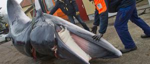 Ein toter Zwergwal wird am Donnerstag auf dem Gelände des Meeresmuseums Stralsund (Mecklenburg-Vorpommern) abgeladen. Der etwa sechs Meter lange Meeressäuger, der in der Ostsee entdeckt worden war, soll am selben Tag in Stralsund von Experten des Deutschen Meeresmuseums zerlegt werden.