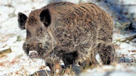 Nebenwirkung. Wenn Wildschweine im Winter Hirschtrüffel fressen, ist ihr Fleisch – und damit der Braten – verstrahlt.