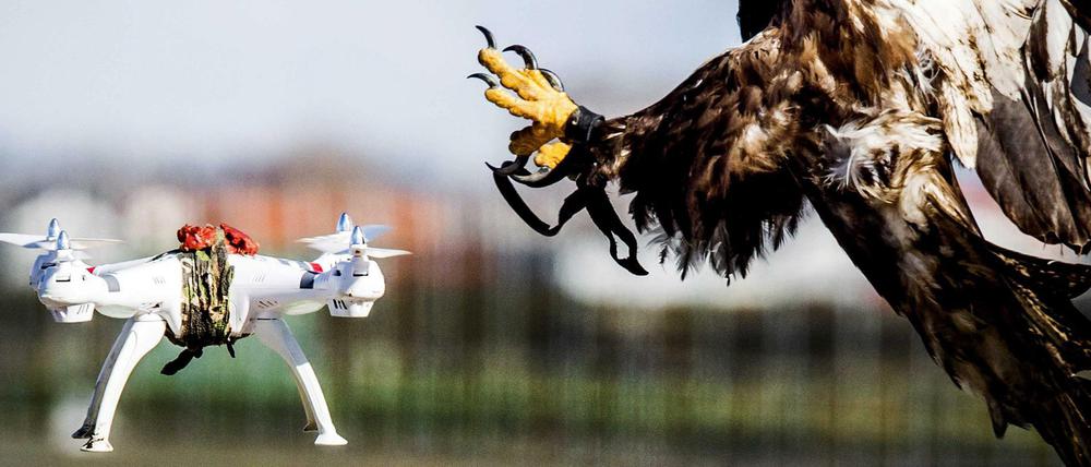 Ungleiche Gegner. In Holland werden Greifvögel darauf abgerichtet, feindliche Drohnen abzufangen. Bei flugzeuggroßen Waffen dürfte das schwierig werden.