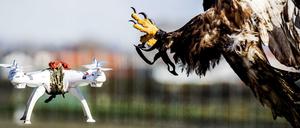Ungleiche Gegner. In Holland werden Greifvögel darauf abgerichtet, feindliche Drohnen abzufangen. Bei flugzeuggroßen Waffen dürfte das schwierig werden.