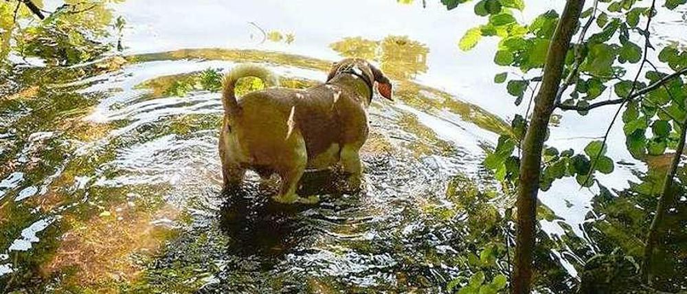 Planschende Hunde sind am Schlachtensee und an der Krummen Lanke im Sommer nicht mehr erlaubt.