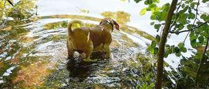 Planschende Hunde sind am Schlachtensee und an der Krummen Lanke im Sommer nicht mehr erlaubt.