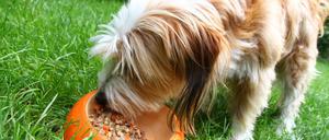 Schmeckts? Ob "Duffy" die Bemühungen der Bundesregierung um die Entwicklung artgerechter Trockennahrung zu würdigen weiß, werden wir vermutlich nie erfahren.