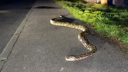 Ein rund vier Meter langer Python liegt am Donnerstag auf einem Parkplatz an der Bundesstraße 29 (B29) in Lorch (Ortsteil Waldhausen, Baden-Württemberg).