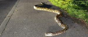 Ein rund vier Meter langer Python liegt am Donnerstag auf einem Parkplatz an der Bundesstraße 29 (B29) in Lorch (Ortsteil Waldhausen, Baden-Württemberg).