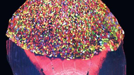 Bunt wie Konfetti. Jede Zelle auf den Fischschuppen hat eine andere Farbe.