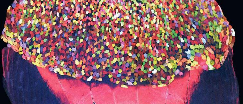 Bunt wie Konfetti. Jede Zelle auf den Fischschuppen hat eine andere Farbe.