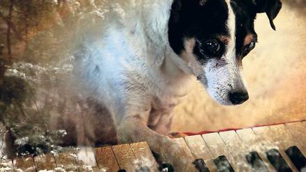 Lebensgefährte. Laurie Andersons Terrier Lolabelle starb im gleichen Jahr wie ihr Ehemann Lou Reed und ihre Mutter. 