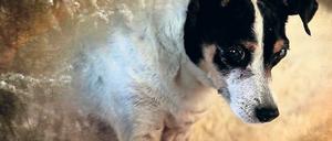 Lebensgefährte. Laurie Andersons Terrier Lolabelle starb im gleichen Jahr wie ihr Ehemann Lou Reed und ihre Mutter. 