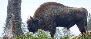 Mundräuber. Im April 2013 wurden im Rothaargebirge Wisente ausgewildert. Sie fressen nicht nur in dem vorgesehenen Gebiet, sondern knabbern auch an Bäumen anderer Waldbesitzer. Das gibt Streit.