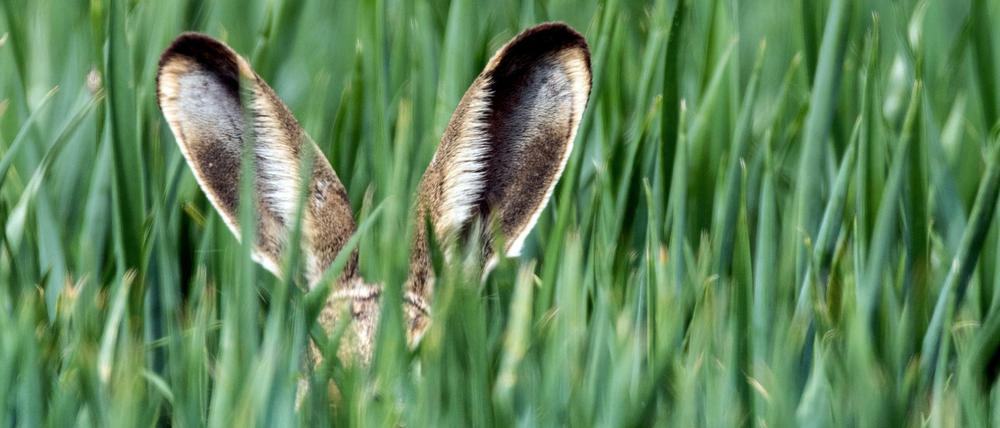 Osterhase im Grünen.