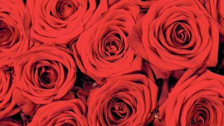 Für mich soll’s rote Rosen regnen. So sang Hildegard Knef. Die Blumen gelten als Zeichen der Liebe. Nicht jeder schenkt sie mit dieser Intention. 