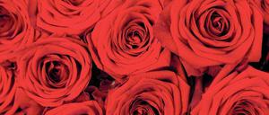 Für mich soll’s rote Rosen regnen. So sang Hildegard Knef. Die Blumen gelten als Zeichen der Liebe. Nicht jeder schenkt sie mit dieser Intention. 