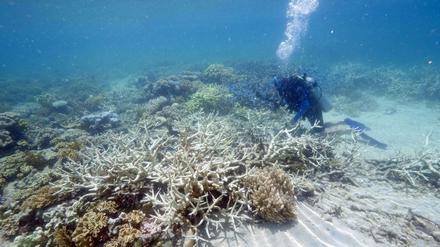 Die Farbe fehlt. Wird das Wasser zu warm, werfen die Korallen einzellige Algen aus ihrem Gewebe. Mit ihnen verschwindet die Farbe. Zurück bleiben fahle Skelette.
