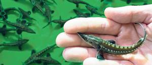 Nachwuchs. Mit aufwendigen Zuchtprogrammen werden Jungtiere herangezogen, die später freigelassen werden. Das Foto zeigt einen jungen Baltischen Stör, der für die Oder vorgesehen ist.