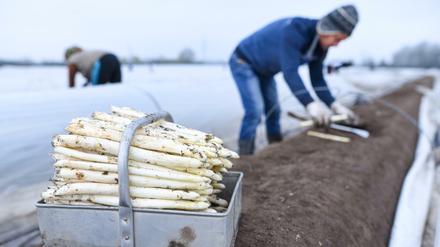 Viel Arbeit mit krummem Rücken - Spargelernte. 