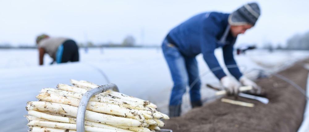 Viel Arbeit mit krummem Rücken - Spargelernte. 