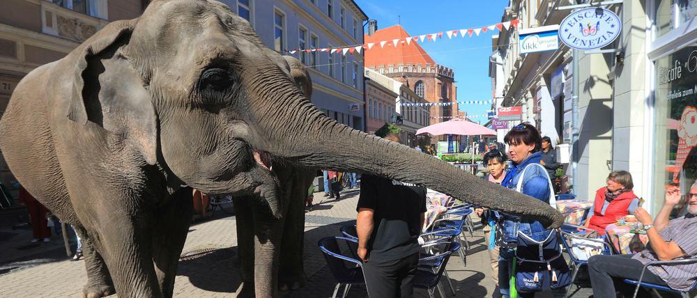 So weit war's dieses Mal dann doch nicht: Die indischen Elefantenkühe "Nanda" und "Maja" spazieren hier durch eine Fußgängerzone in Stendal (Sachsen-Anhalt).