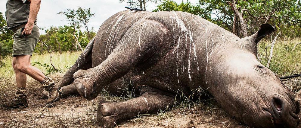 Wilderer haben dieses Nashorn im Krüger Nationalpark in Südafrika erlegt und das Horn abgesägt.