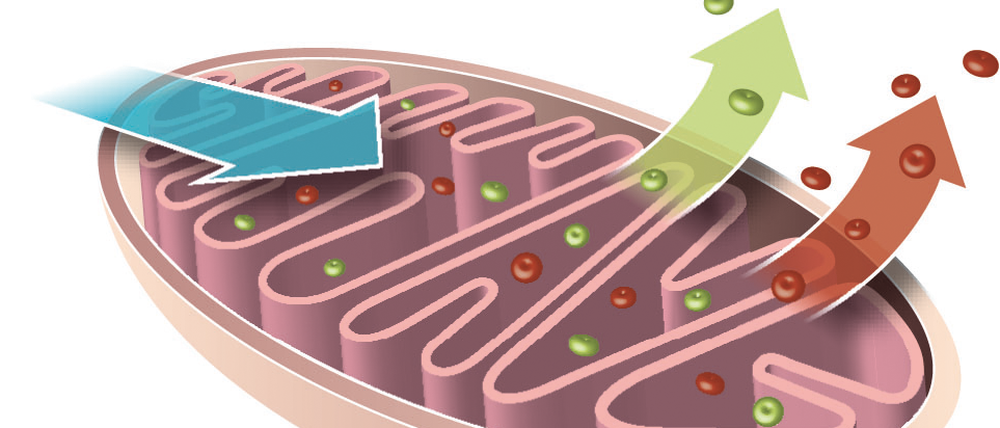 Die Zellatmung Muskel-, Nerven- oder Sinneszellen könnten ohne sie nicht leben: Mitochondrien sind die Kraftwerke der Zelle. Aus mit dem Blut aufgenommenen Sauer- und Nährstoffen produzieren sie den Energieträger Adenosintriphosphat (ATP). Dabei bilden sich jedoch auch Abfallprodukte, sogenannte Freie Radikale, also aggressive Moleküle, die Erbgut und Zelle schädigen.