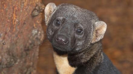 In Mittel- und Südamerika sind die Tayras eigentlich zuhause.