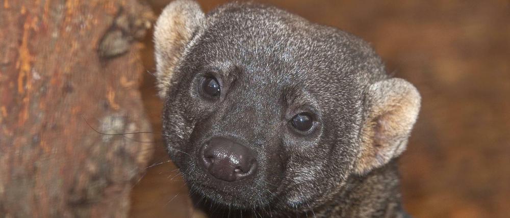 In Mittel- und Südamerika sind die Tayras eigentlich zuhause.