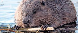 Zum Anbeißen. Vor einigen Jahren noch waren sie fast ausgestorben, mittlerweile nagen tausende von Bibern an Brandenburger Gehölzen, bauen Dämme und richten alljährlich schweren Flurschaden an.