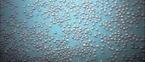 Das großes Krabbeln. Dicht an dicht wuseln die roten Krabben auf dem Grund des Pazifiks. 