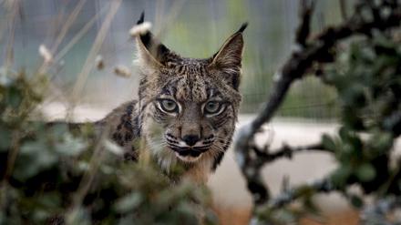 Der iberische Luchs.