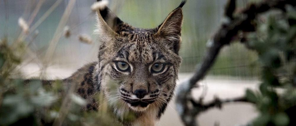 Der iberische Luchs.