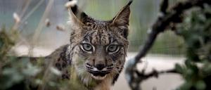 Der iberische Luchs.