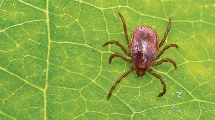 Überträger. Zecken können Borreliose und andere Krankheiten weitergeben. 