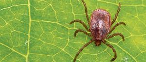 Überträger. Zecken können Borreliose und andere Krankheiten weitergeben. 