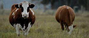 Fürs Image: Die moderne Landwirtschaft ist weniger romantisch.