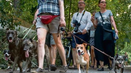 Büffeln vor dem Ausflug? Ein Hundeführerschein steht zur Debatte.