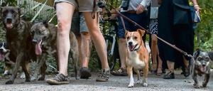 Büffeln vor dem Ausflug? Ein Hundeführerschein steht zur Debatte.