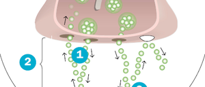 Nervenzellen kommunizieren über Neuro-transmitter (1) miteinander. Empfängt eine Nerzenzelle einen Reiz, sendet sie Neurotransmitter, zum Beispiel Dopamin, in den synaptischen Spalt (2). Diese docken sich an die Rezeptoren (3) der gegenüberliegenden Empfängerzelle (4) an. Bei einer Psychose oder Schizophrenie, so die Theorie, wird zu viel Dopamin ausgeschüttet, das Hirn mit Reizen überflutet. Es kann nicht mehr zwischen wichtig und unwichtig unterscheiden. Die Folge: Wahnvorstellungen und Halluzinationen.