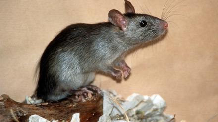 Ungeliebter Besucher. Ratten sind in einem Flüchtlingsheim aufgetaucht.