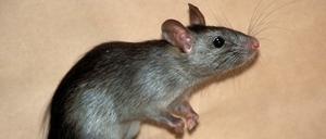 Ungeliebter Besucher. Ratten sind in einem Flüchtlingsheim aufgetaucht.
