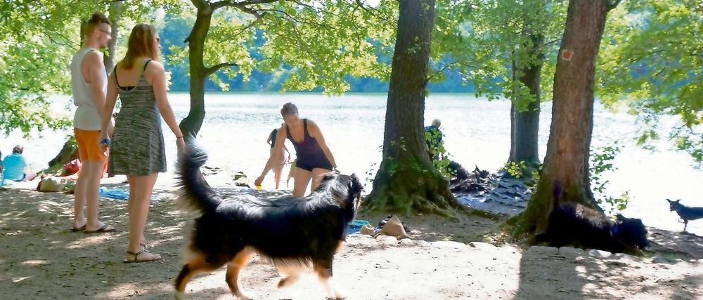 So soll es ab dem 15. April 2016 nicht mehr sein. Das generelle Hundeverbot am Schlachtensee und an der Krummen Lanke geht in die zweite Runde.